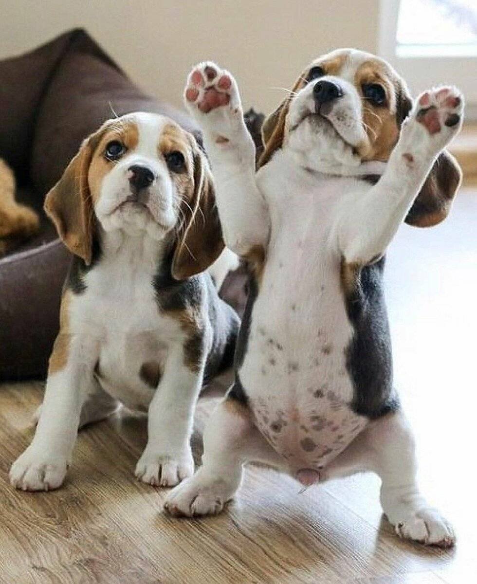 Бигль дрессировка