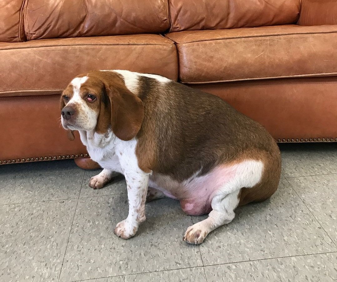 Парень с собакой