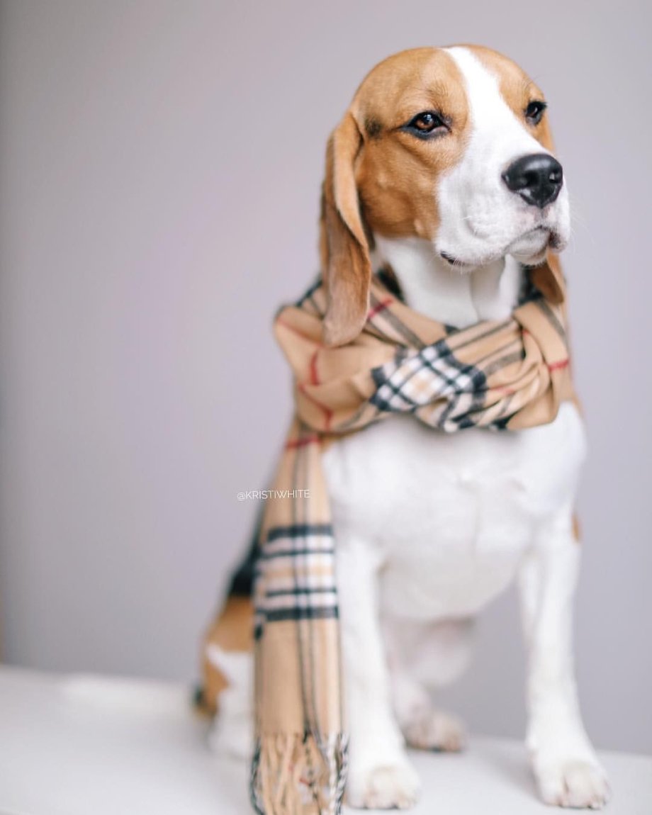 Бигль Оренбург