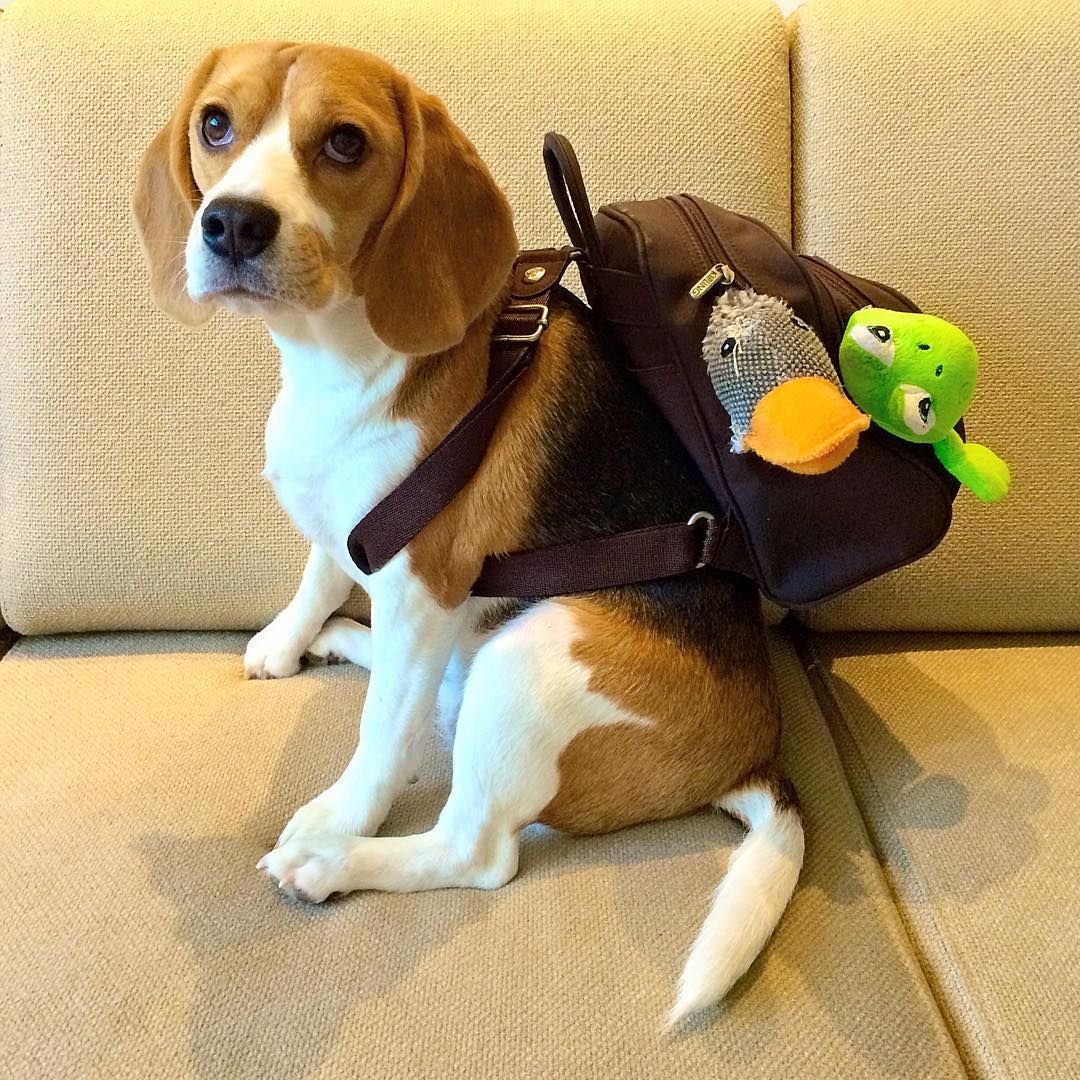 Собака лает