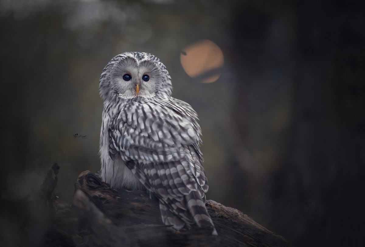 Птицы ночью