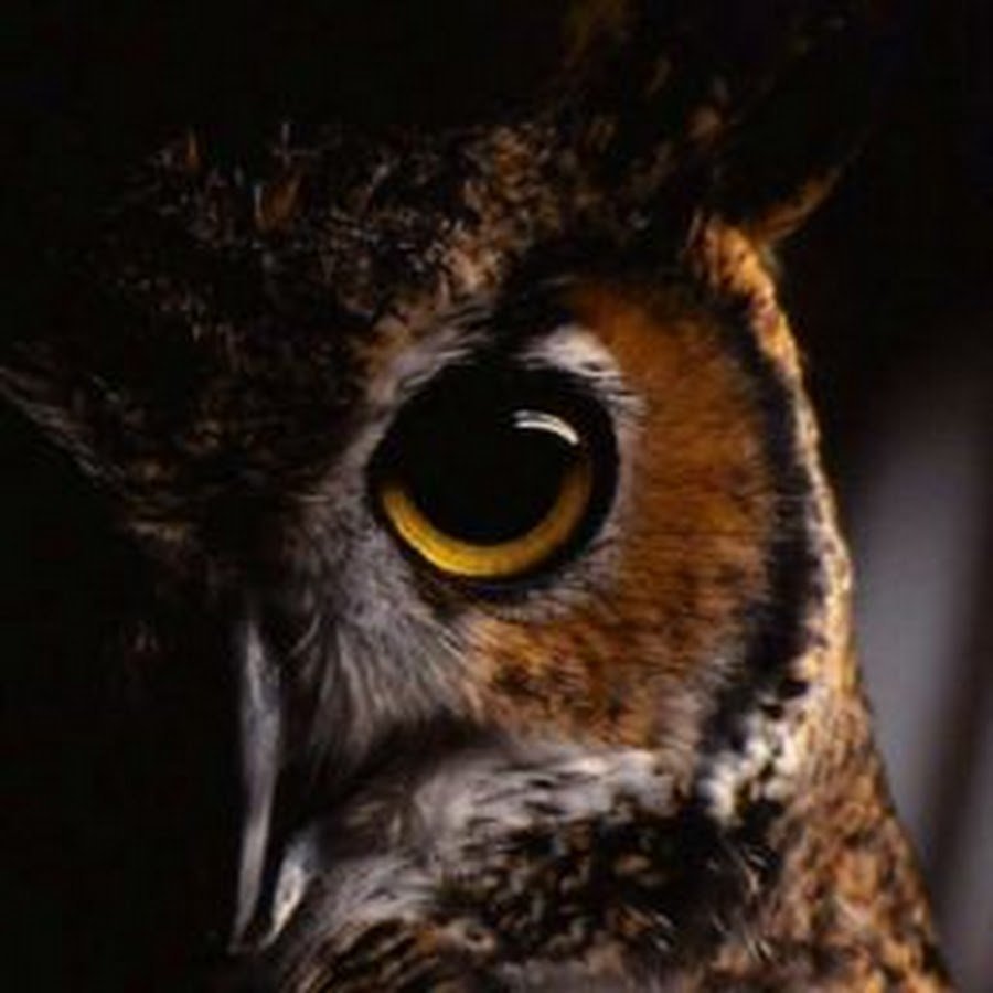 Серая неясыть тёмной морфы