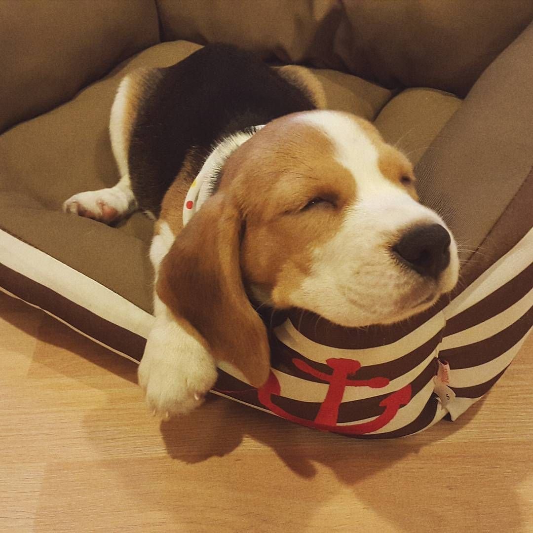 Бигль разгром