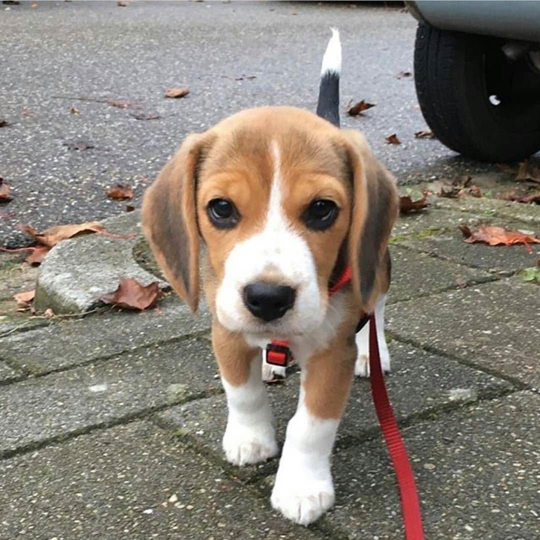 Взрослый Бигль кровать