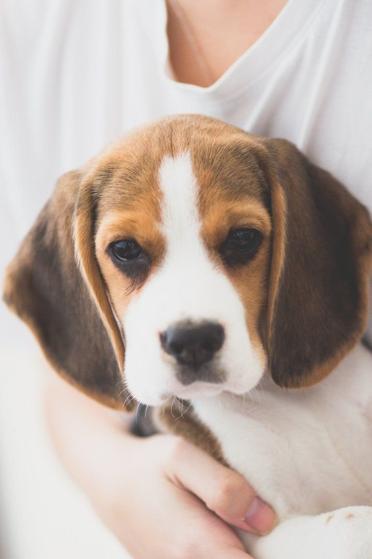 Бигль с красной банданой