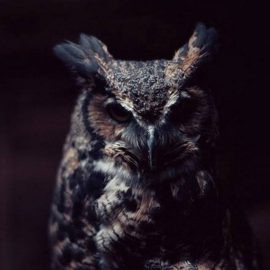 Сонный Совенок