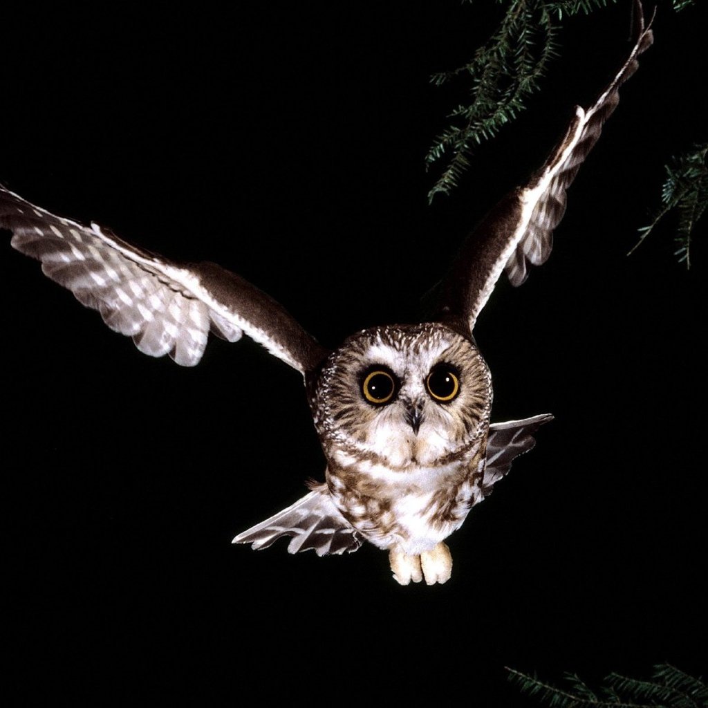 Ночной полет Совы