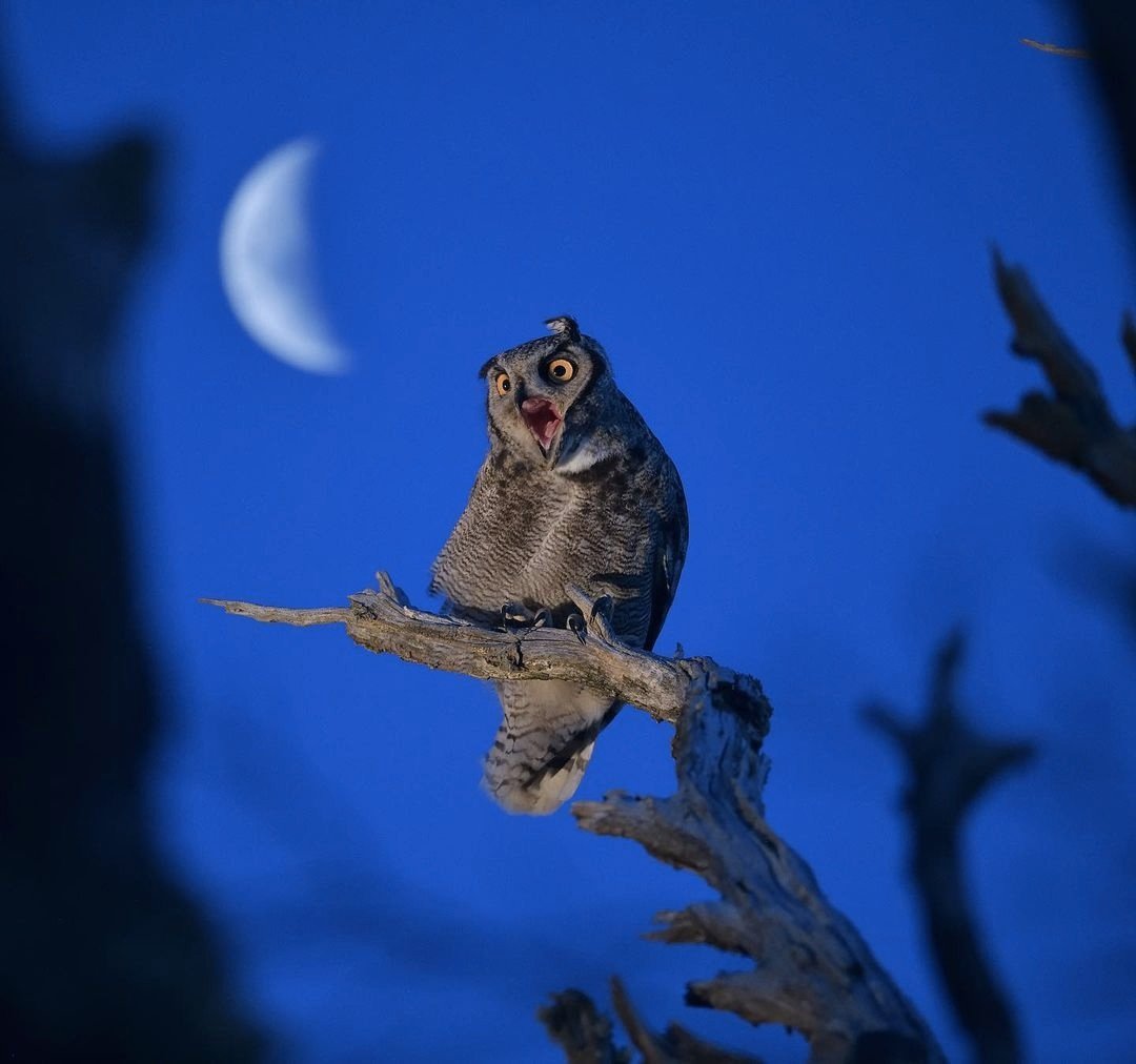 Сова на закате