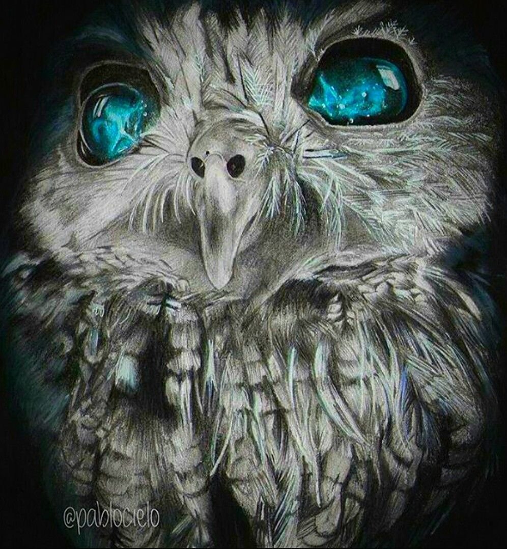 Сова охотится ночью