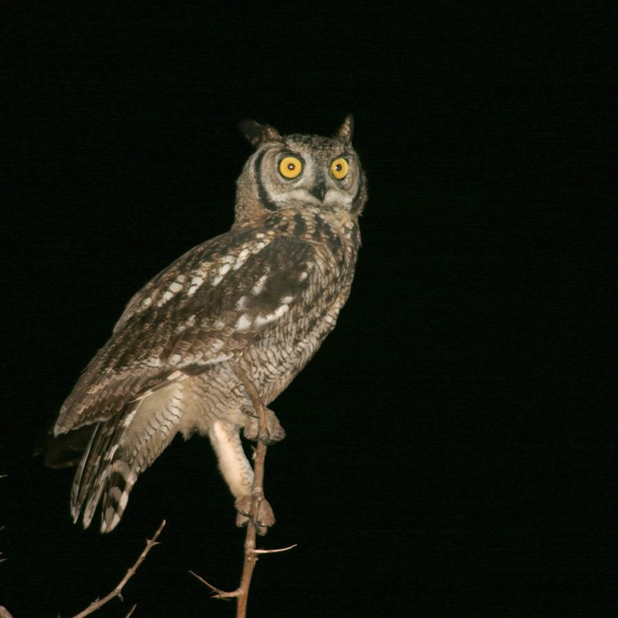 Сова ночью