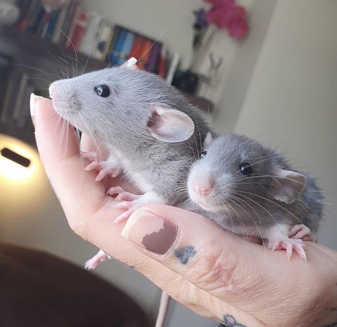 Декоративная крыса Дамбо