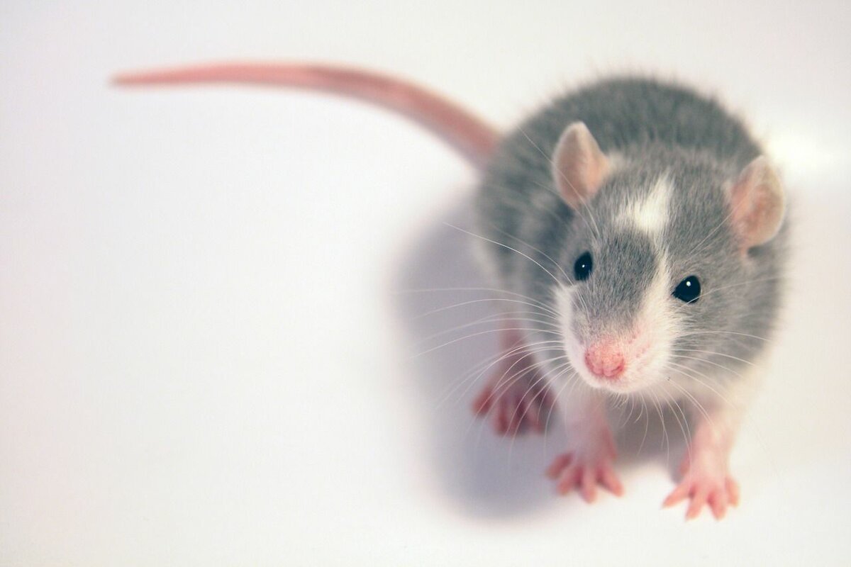 Крыса Дамбо Амбер