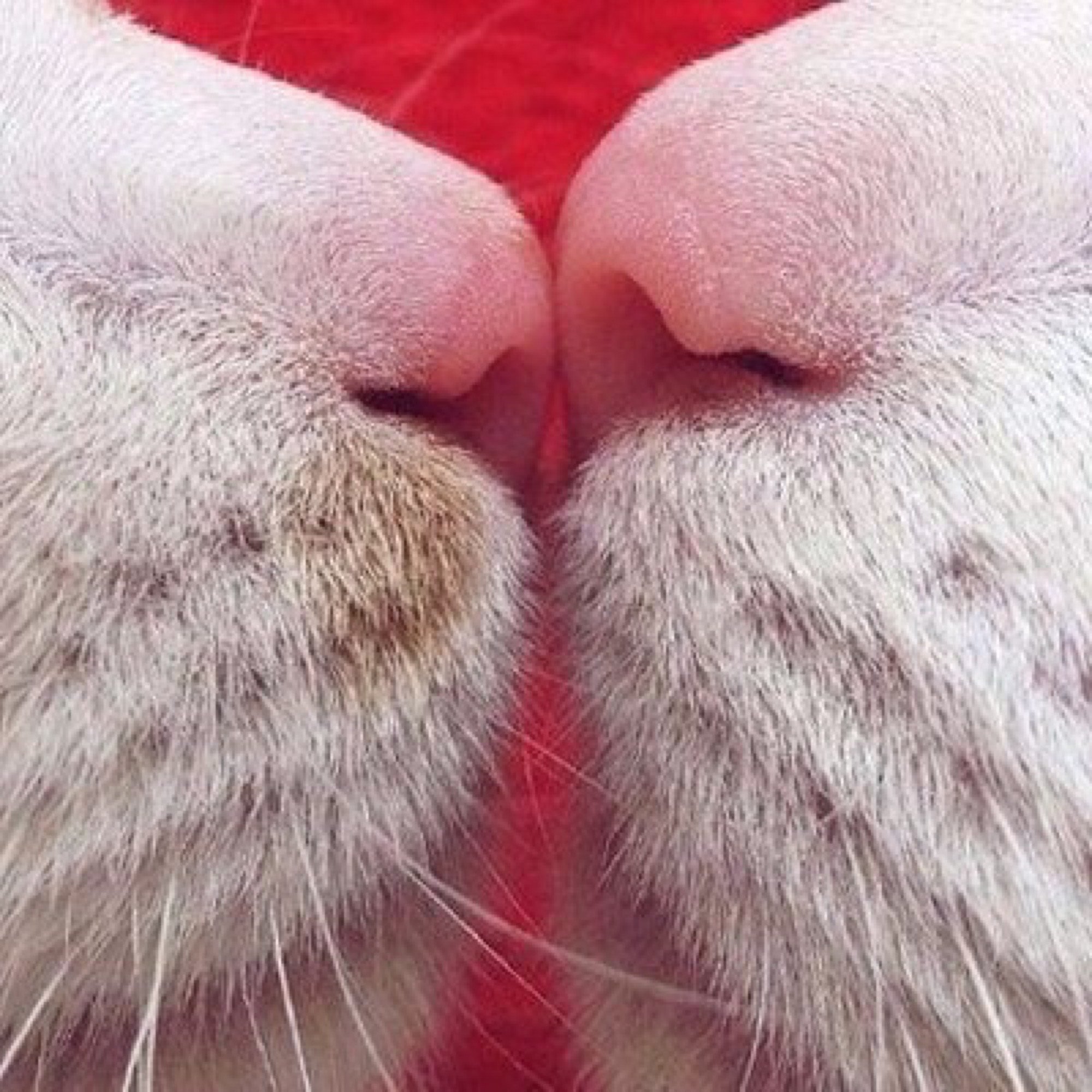Киса между. Кошачий носик. Носики котиков. Нос кота. Поцелуй кота.