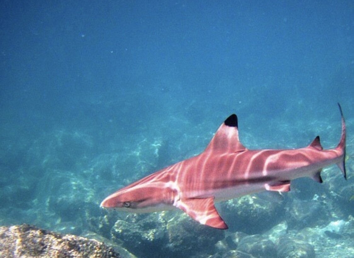Лисья акула