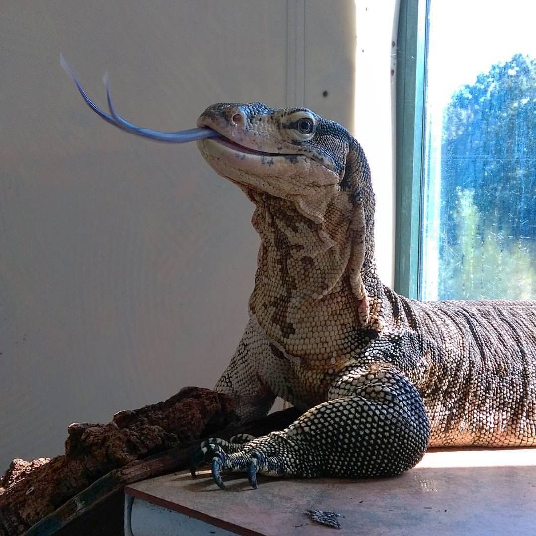 Капский Варан