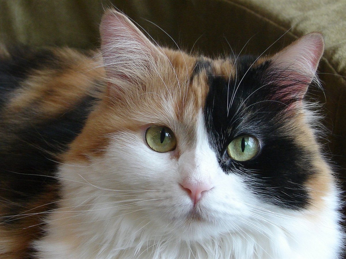 Персидская черепаховая кошка