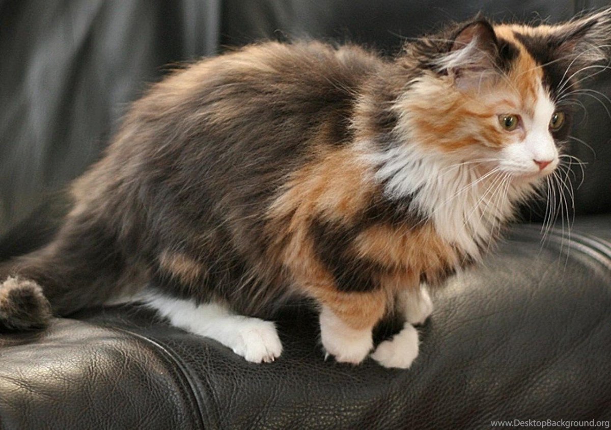 Сибирская черепаховая кошка