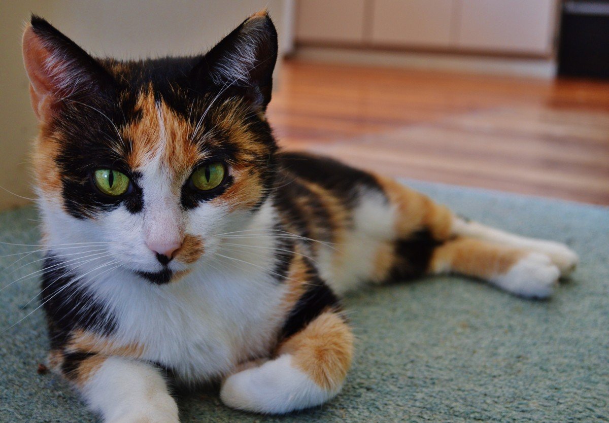 Разноцветные котята