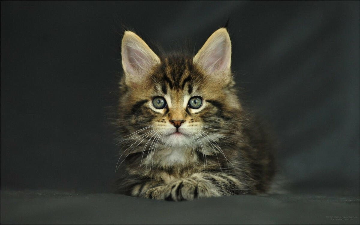 Норвежская Лесная кошка трехцветная