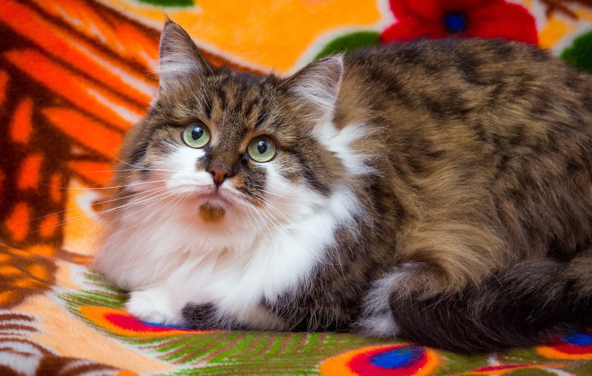Сибирская кошка трехцветная