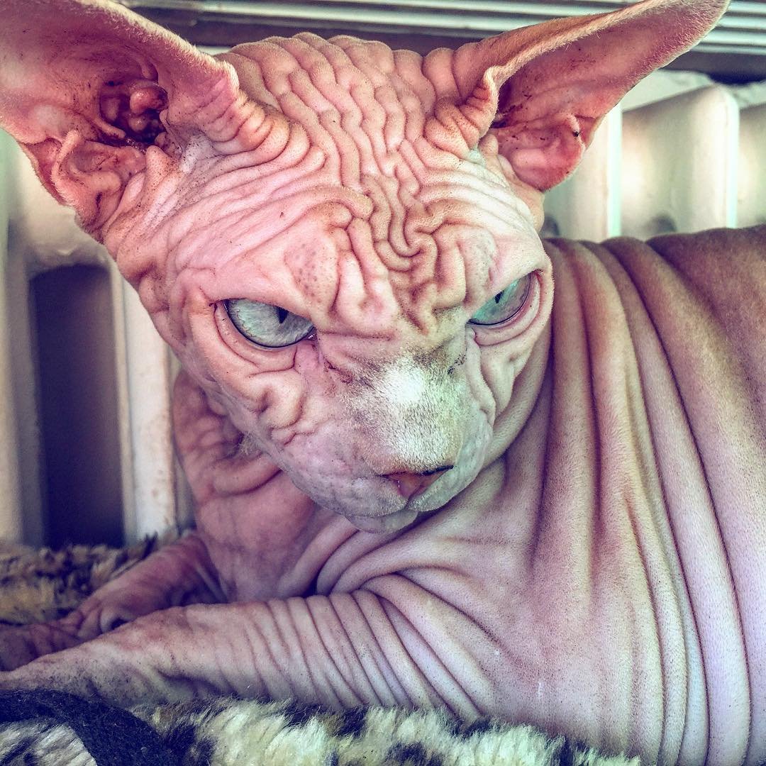 Сфинкс кошка ушастая