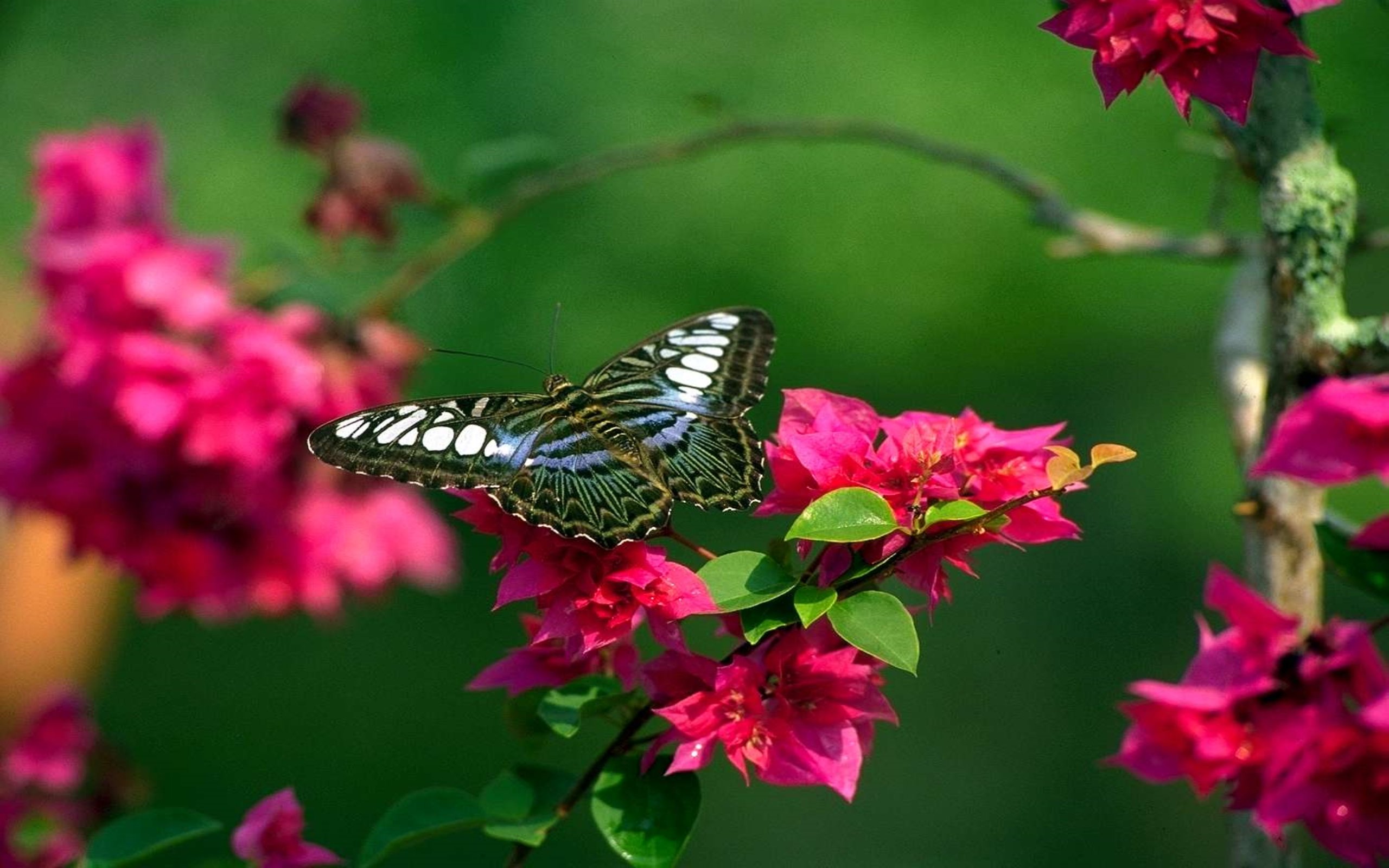 Живые бабочки с цветами. Бабочки в цветах. Бабочки в природе. Бабочка на цветке. Природа цветы бабочки.