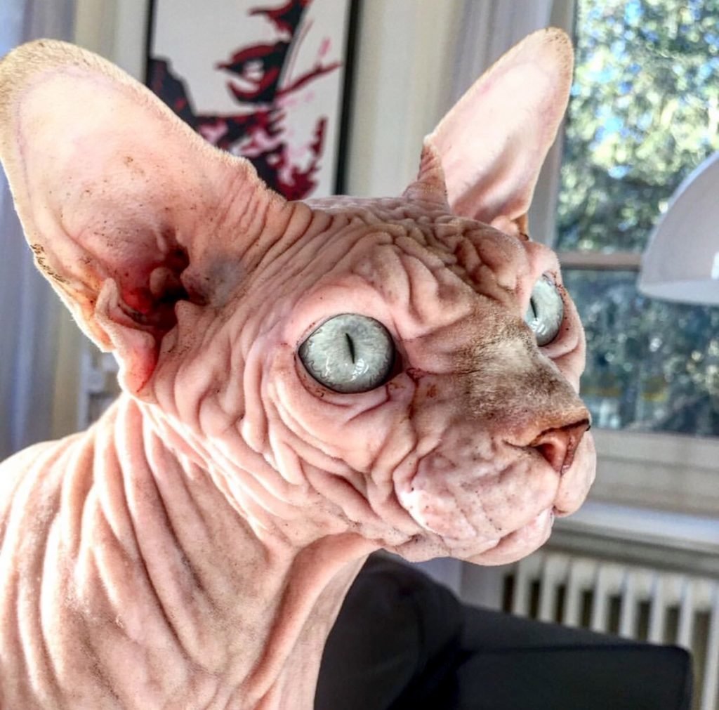 Морщинистый канадский сфинкс