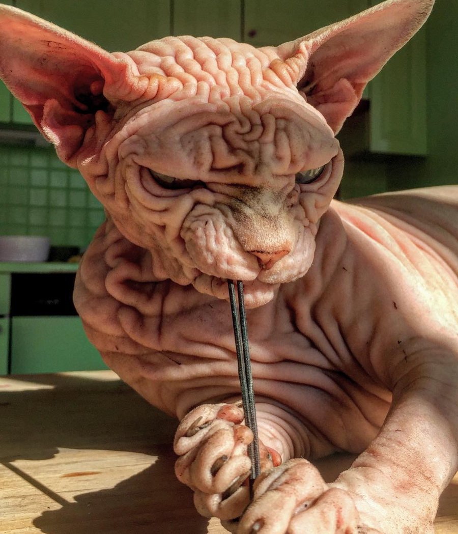 Покрашенные коты