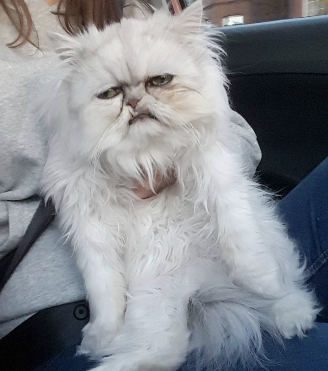 Страшные породы кошек