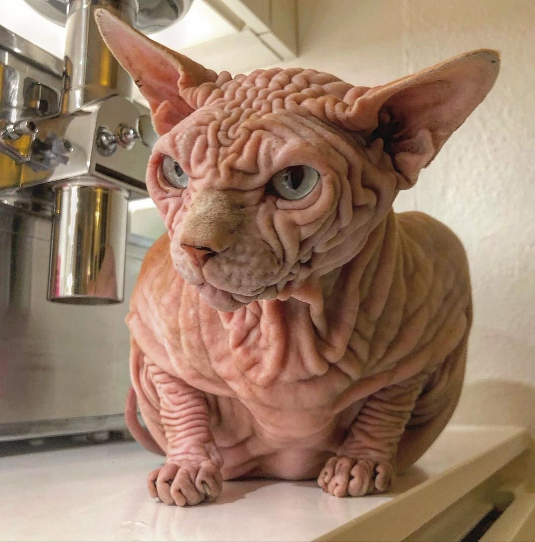 Кот с инопланетными глазами