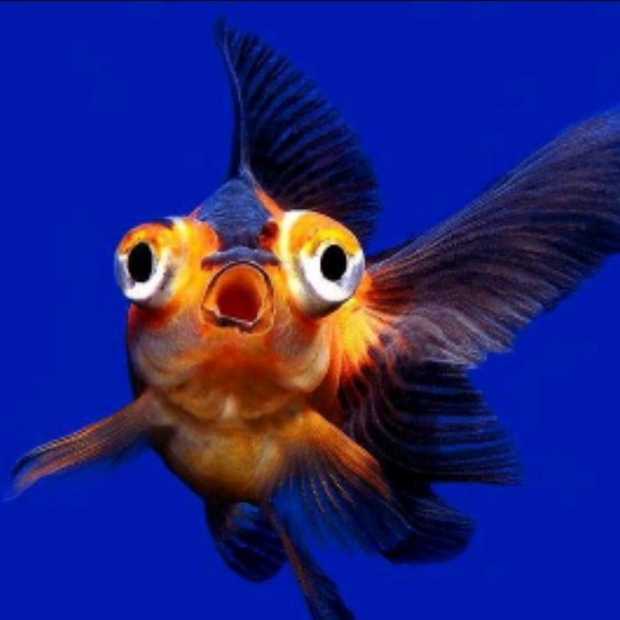 Золотая рыбка аквариумная телескоп