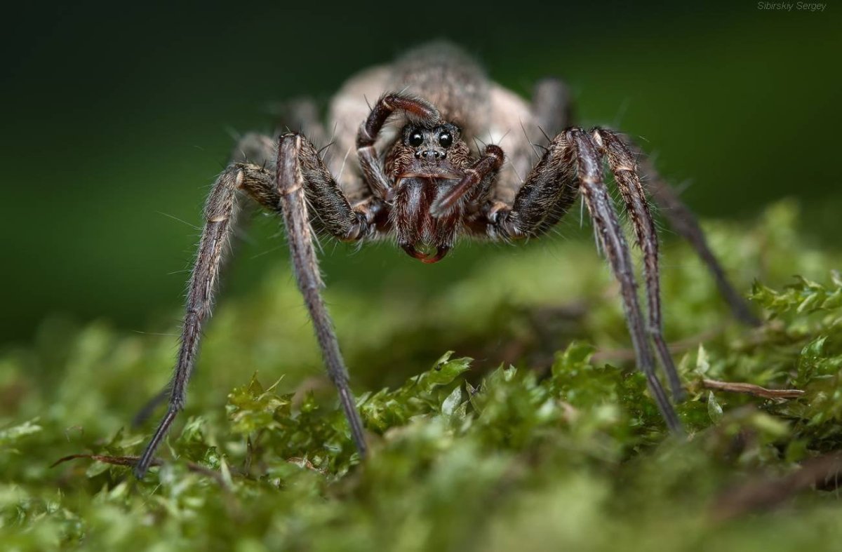 Паук волк Пардоза