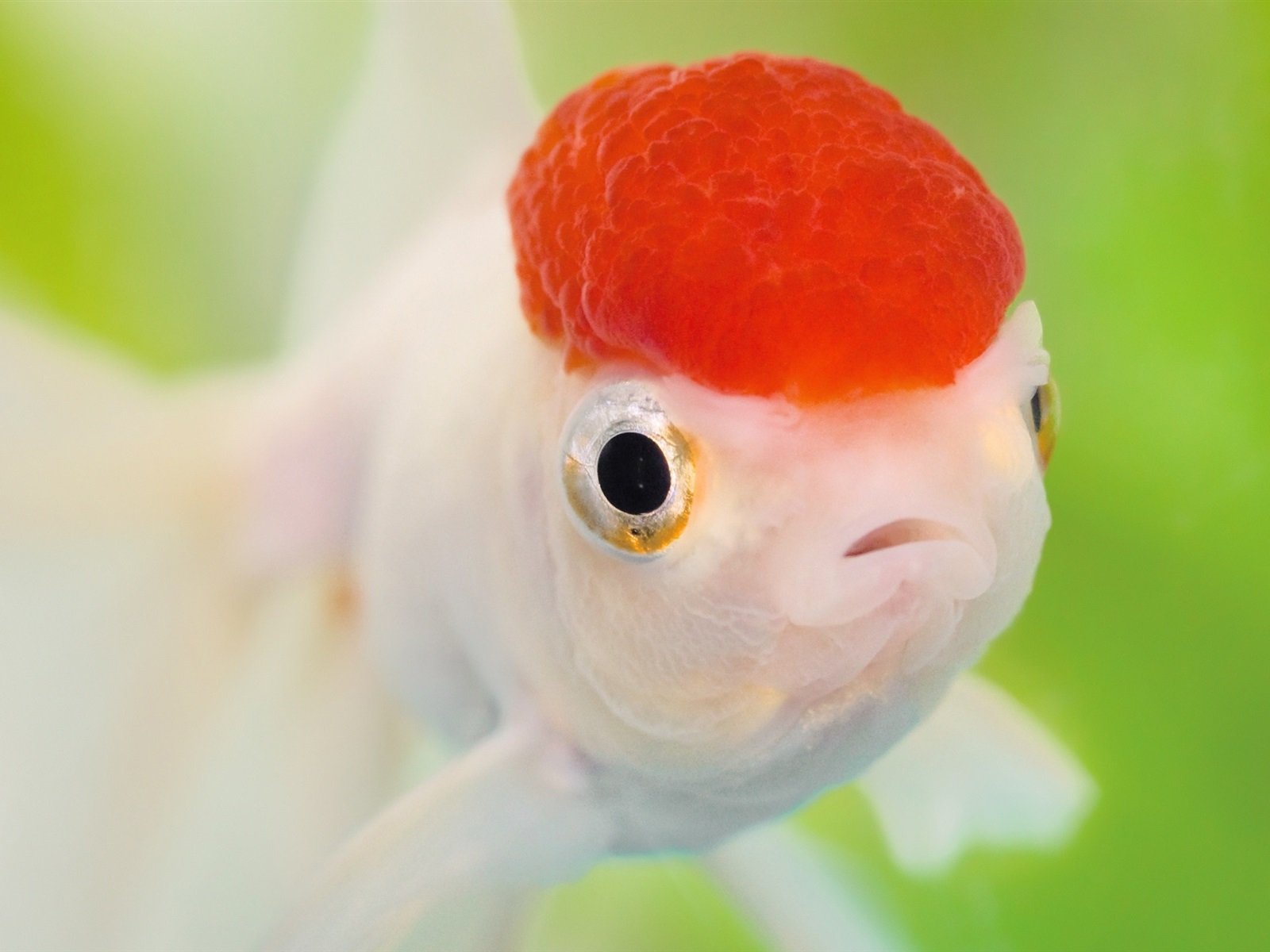 Рыба С Выпученными Глазами
