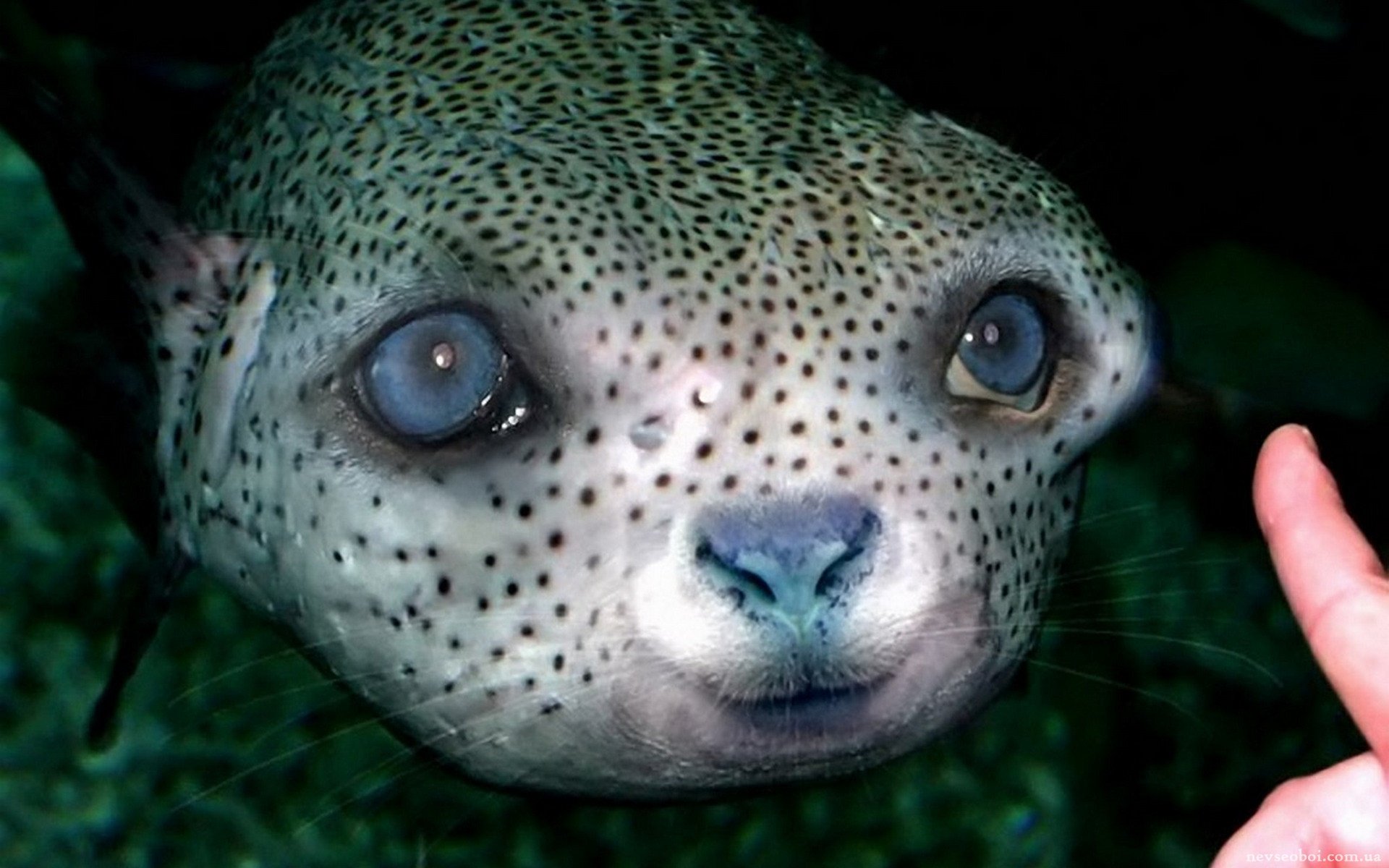 Название животного глаза. Необычные животные. Необычные рыбы. Смешные рыбы.