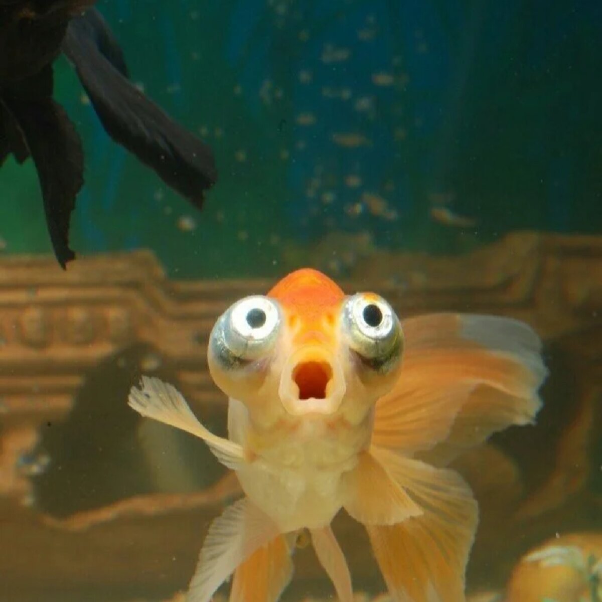 Звездочет рыбка аквариумная