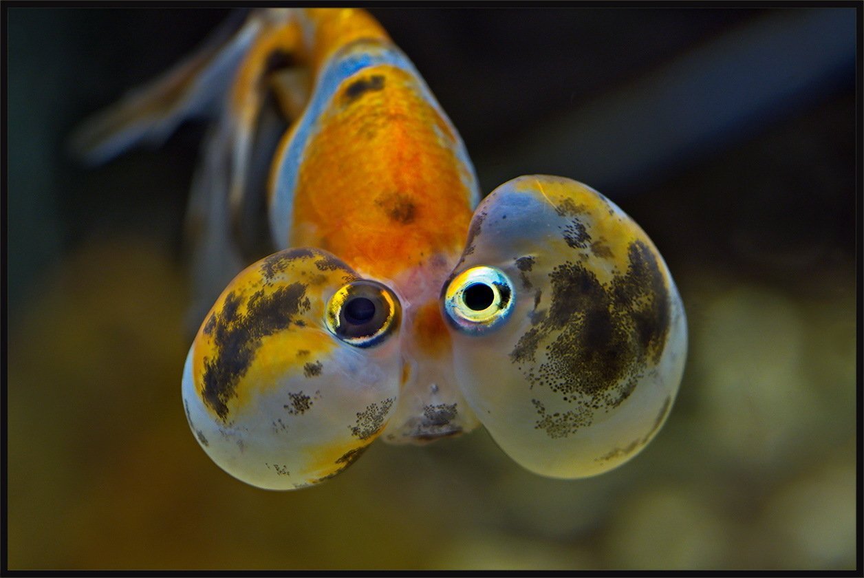 Рыба С Выпученными Глазами