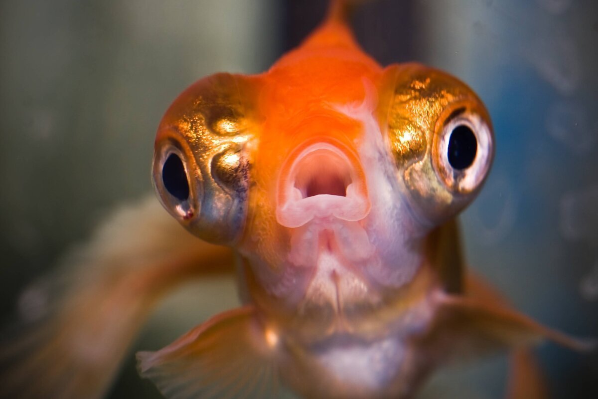 Рыба с выпученными глазами - 77 фото