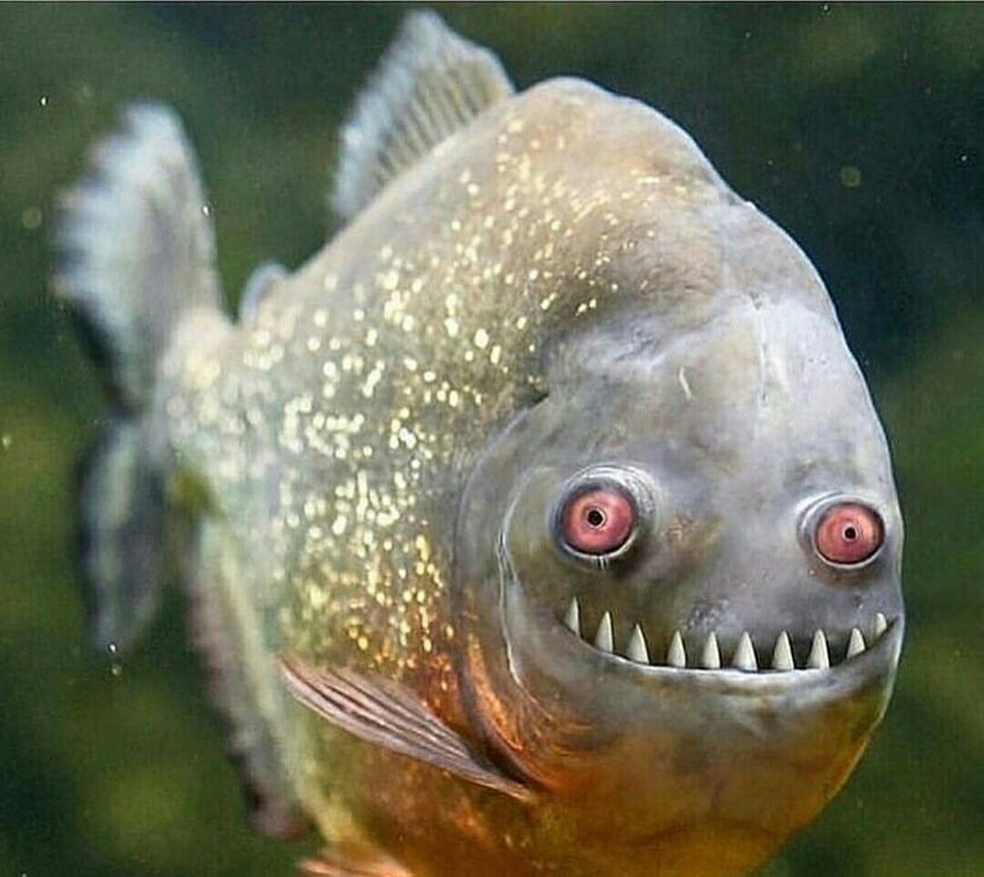 Рыба Пиранья