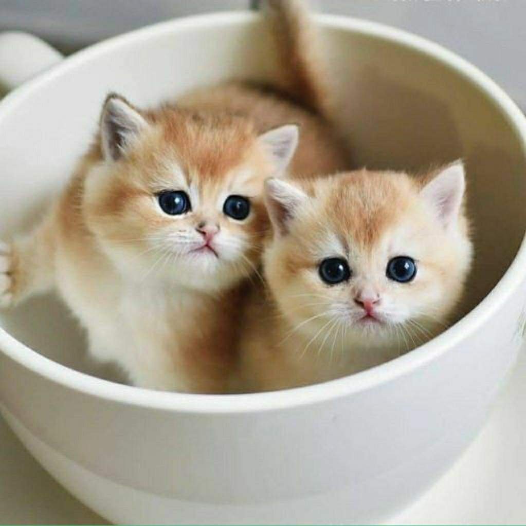 Няшные котята