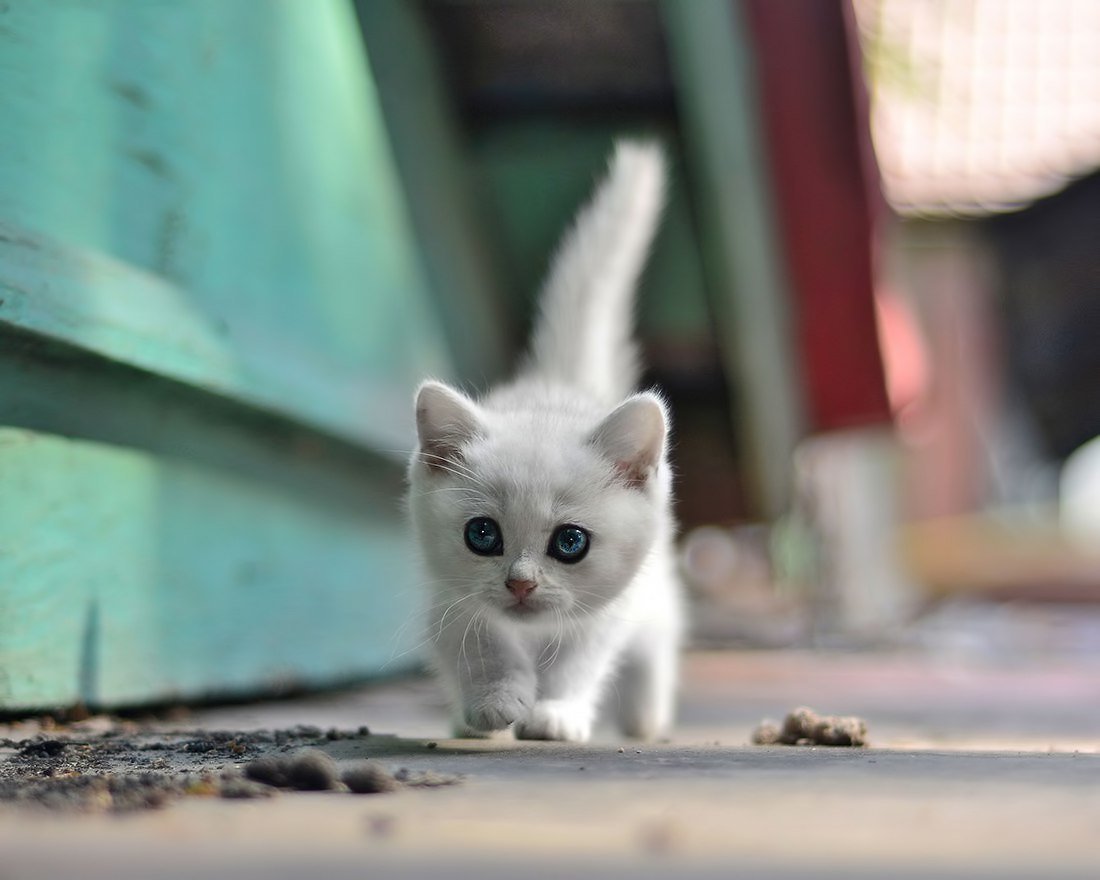 Белый котенок