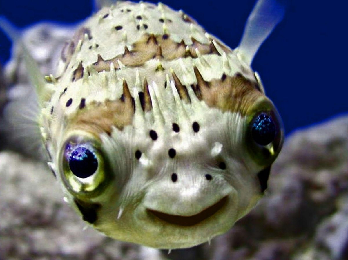 Иглобрюх красное море