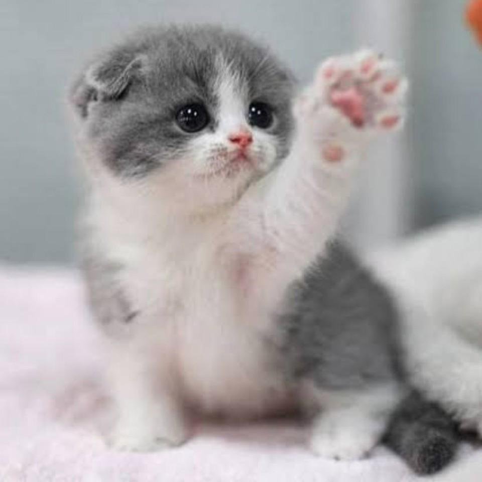 Кошек маленьких миленьких