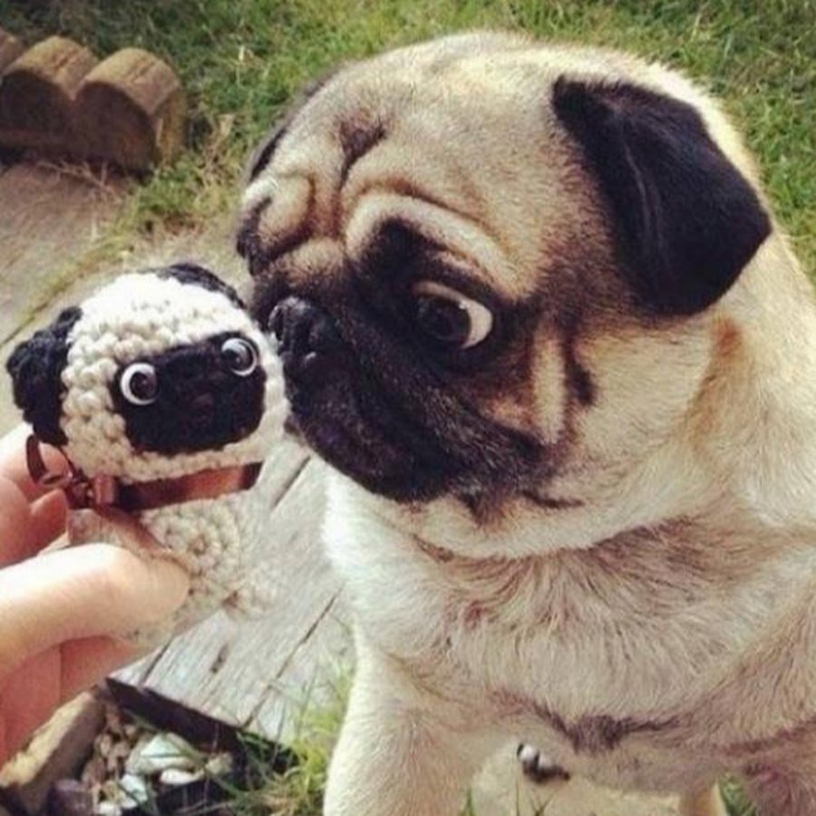 Мопс приколы