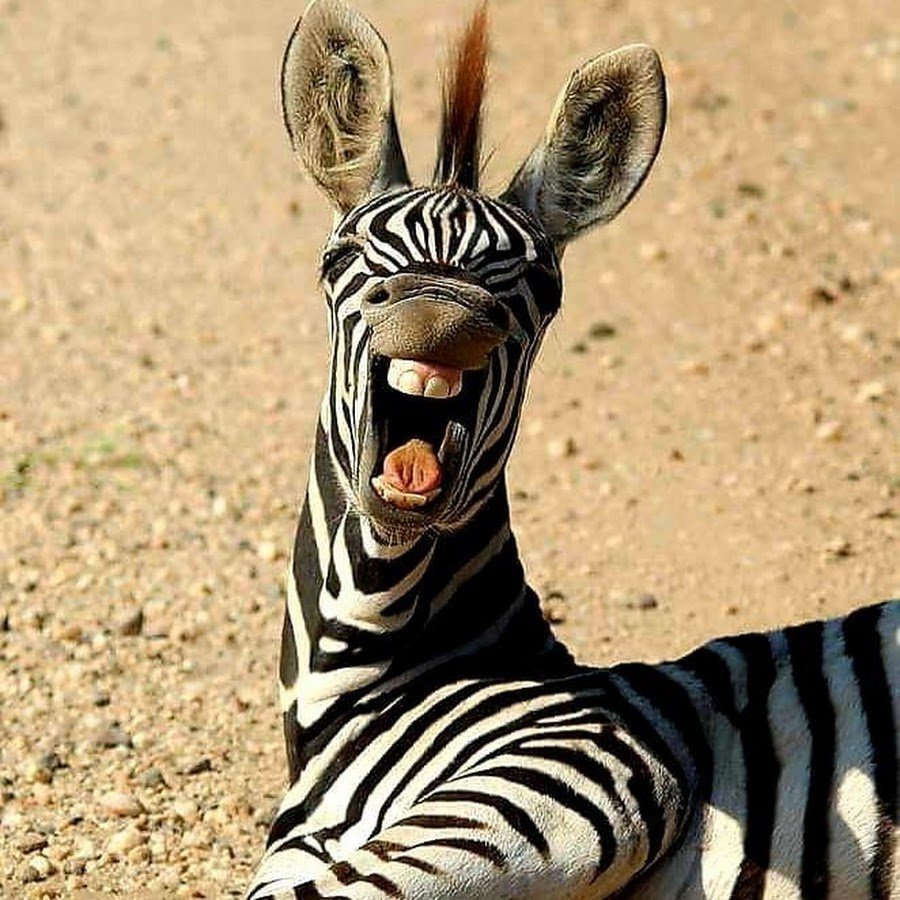 Африканская Зебра