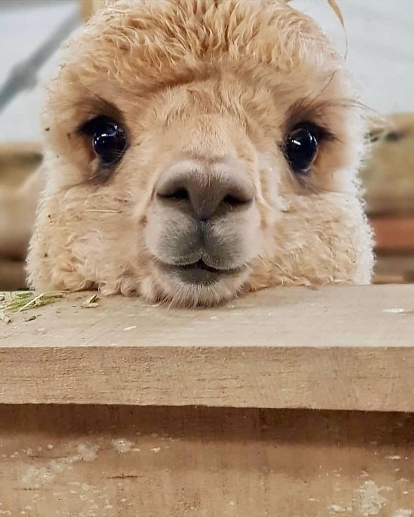 Альпака детеныш