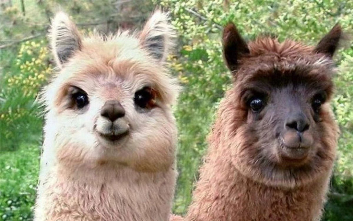 Лама Палуза