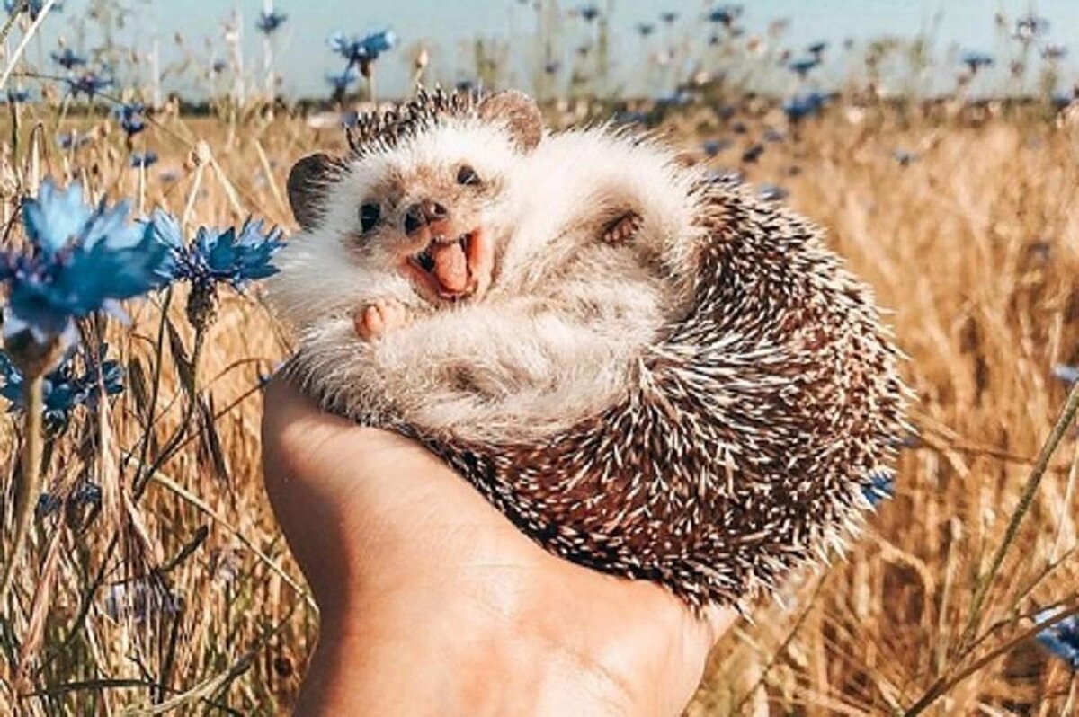 Ежик улыбается