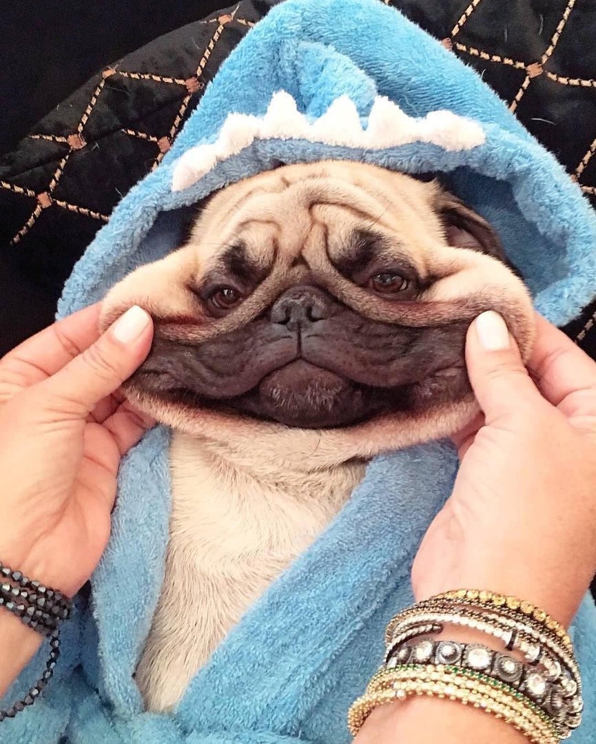 Забавные мопсы