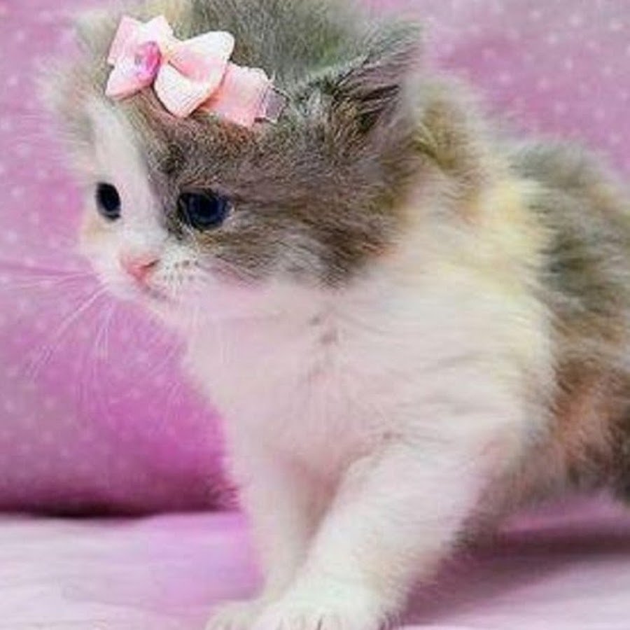 Кошки маленькие