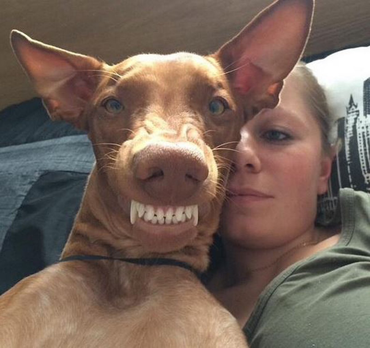 Собака селфи